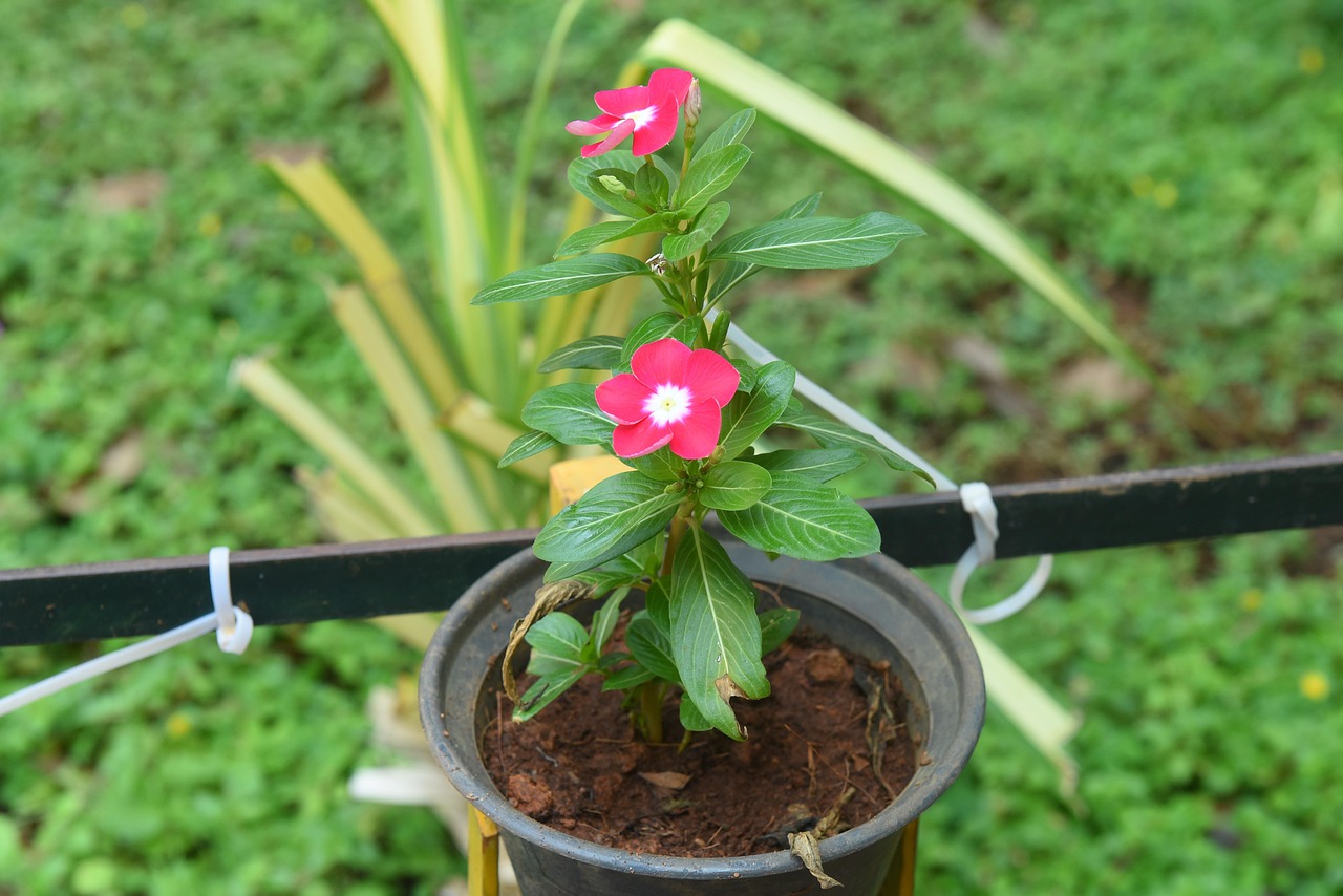 Where to Hindi Dealer Live Casino Review 2026: Bonus, App, Withdrawal Tested